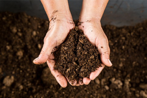ミネラル豊富な土壌