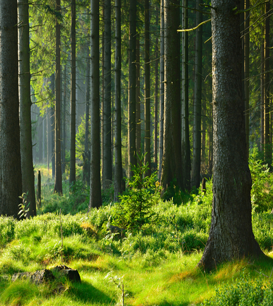 森林トウヒの森ツリ